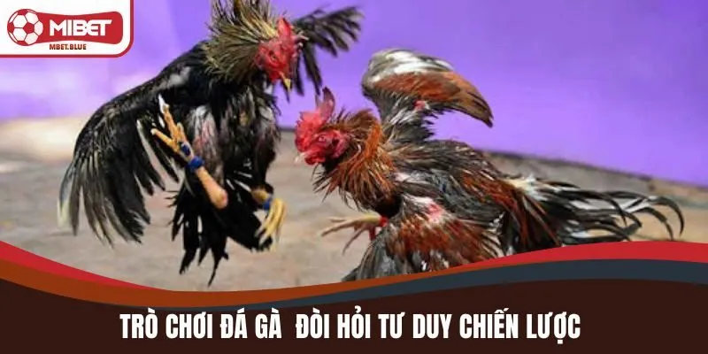 Trò chơi đá gà là một bộ môn đòi hỏi tư duy chiến lược